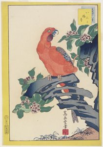 Pink Parrot on Rock, 1859 (barevný dřevořez)