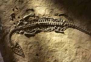 Fotografie fosilie mořského obratlovce z období triasu z rodu Pachypleurosaurus