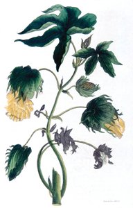 Gossypium - bavlník, 1823 od Neale and Son