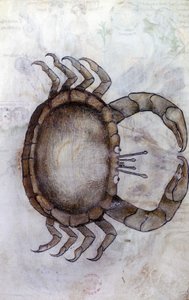 Sloane 3983 f.14v, krab, znamení zvěrokruhu pro Raka od Netherlandish School