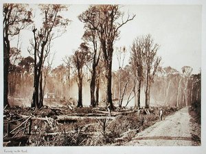 Seventy-Mile Bush (sépiová fotografie)