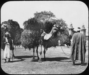 Velbloudi nesoucí krmivo, Egypt, c1890. od Newton and Co