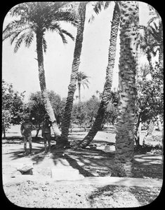 General Gordons Garden, Chartúm, Súdán, c1890