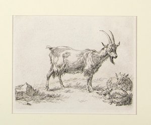 6 leptů z od Nicolaes Berchem