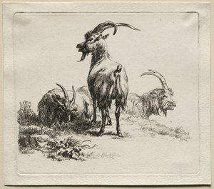 Animalia: Tři kozy od Nicolaes Berchem