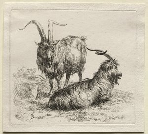Animalia: Dvě kozy