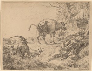 Cow Pissing.