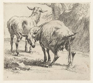 Pissende ooi en een schaap Schapen (název série) Zvířata přitažená k životu a vytištěná ve vodě silným vzduchem Studio and Art of Nicolai Berchem (název série) od Nicolaes Pietersz Berchem