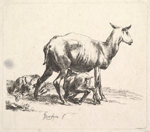 Ovce s ošetřováním jehňat. od Nicolaes Pietersz. Berchem