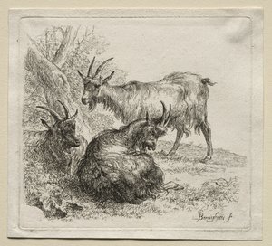 Tři kozy. od Nicolaes Pietersz. Berchem