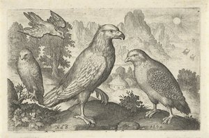 Orel a další draví ptáci Ptáci a hmyz (název série) od Nicolaes de Bruyn