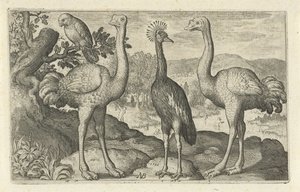 Jeřáb korunovaný mezi dvěma pštrosy Ptáci a hmyz (název série) od Nicolaes de Bruyn