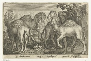 Čtyři dromedáři Animalivm qvadrvpedvm (název série) Zvířata v krajině (název série) od Nicolaes de Bruyn