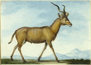 A Kudu od Nicolas Hüet the Younger