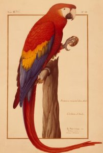 Psittacus maximus Aldr (ovandi) od Nicolas Robert