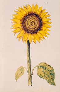 Slunečnice nebo Helianthus, z 