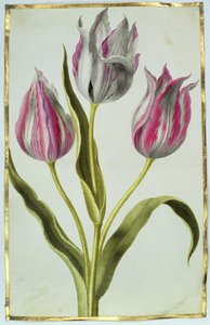Tulipány, cca 1675 (kvaš na pergamenu) od Nicolas Robert