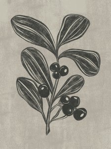 Botanická skica bobulí od Nikita Jariwala