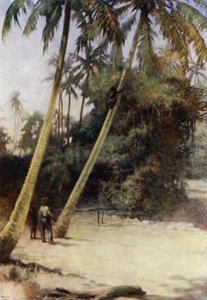 Solomon Island Boy šplhá po zelených kakaových oříšcích poblíž Gavutu na Nové Floridě (barva litho) od Norman Hardy