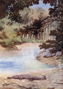 Domov krokodýla, Britské Šalamounovy ostrovy (barva lito) od Norman Hardy