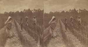Hoeing Rice, 1876-1888. od O. Pierre Havens