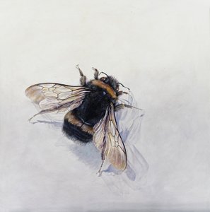 Bombus terrestris 11 (akryl na dřevě s gesso) od Odile Kidd