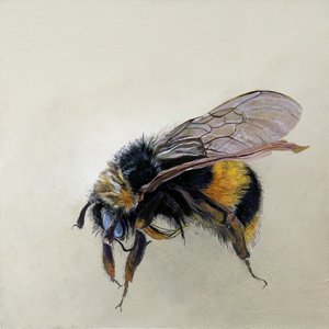 Bombus terrestris 1 (b), 2008 (akryl na dřevě) od Odile Kidd