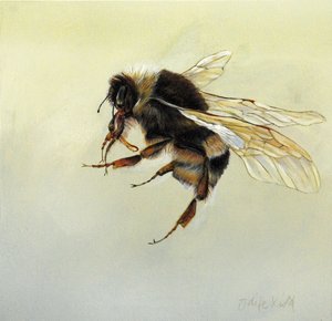 Bombus terrestris 4, 2011 (akryl na dřevě) od Odile Kidd