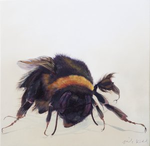Bombus terrestris 9, 2013 (akryl na dřevě) od Odile Kidd
