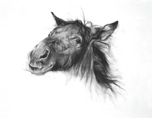 Colt, 2002 (uhel na papíře Fabriano) od Odile Kidd