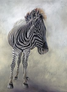 Equus burchelli 1, 2009 (uhel, konte a křídový pastel na bockingfordském papíře) od Odile Kidd