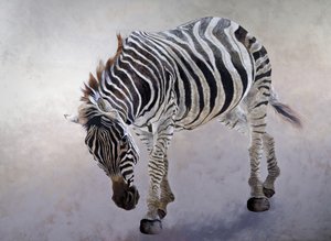Equus burchelli 2, 2010 (akryl na plátně) od Odile Kidd