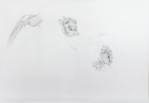 Estella rijnveld 1, 2013 (tužka na křídovém papíře)