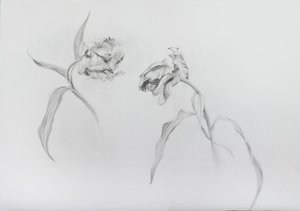 Estella rijnveld 3, 2017 (tužka na křídovém papíře) od Odile Kidd