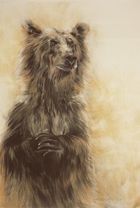 Medvěd grizzly 1, 2002 (uhlová tužka, uhel a křída) od Odile Kidd