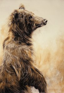 Medvěd grizzly 2, 2002 (uhlová tužka, uhel a křída) od Odile Kidd