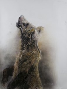 Medvěd grizzly 3, 2009 (uhel, conte a křídový pastel na papíře Fabriano) od Odile Kidd