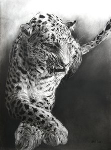 Panthera pardus 1, 2009 (uhel a kontura na papíře Fabriano) od Odile Kidd