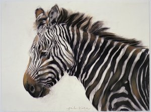 Zebra, 2002 (uhel a křída) od Odile Kidd