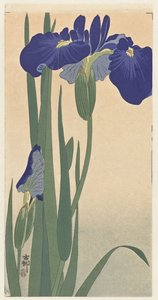 Modré kosatce, 1900-30 (dřevotisk) od Ohara Koson