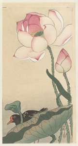 Gallinule s lotosovými květy od Ohara Koson