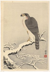 Hawk na zasněžené větvi borovice od Ohara Koson