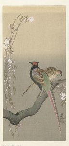Pár bažantů a třešňového květu od Ohara Koson