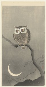 Scops pöllö oksalla puolikuun kanssa od Ohara Koson