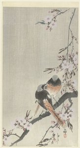 Dva siegel redstarts s třešňovým květem od Ohara Koson