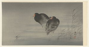 Dva Moorhens od Ohara Koson