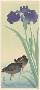 Moorhens a kosatec. od Ohara Koson