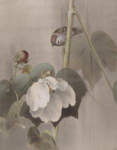 Cotton Rose Mallows in the Rain, ca. 1891-92. od Okada Baison