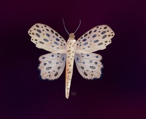 Zářivý motýl od Olga Skomorokhova