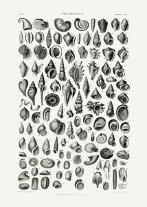 Sealife III od Oliver Goldsmith